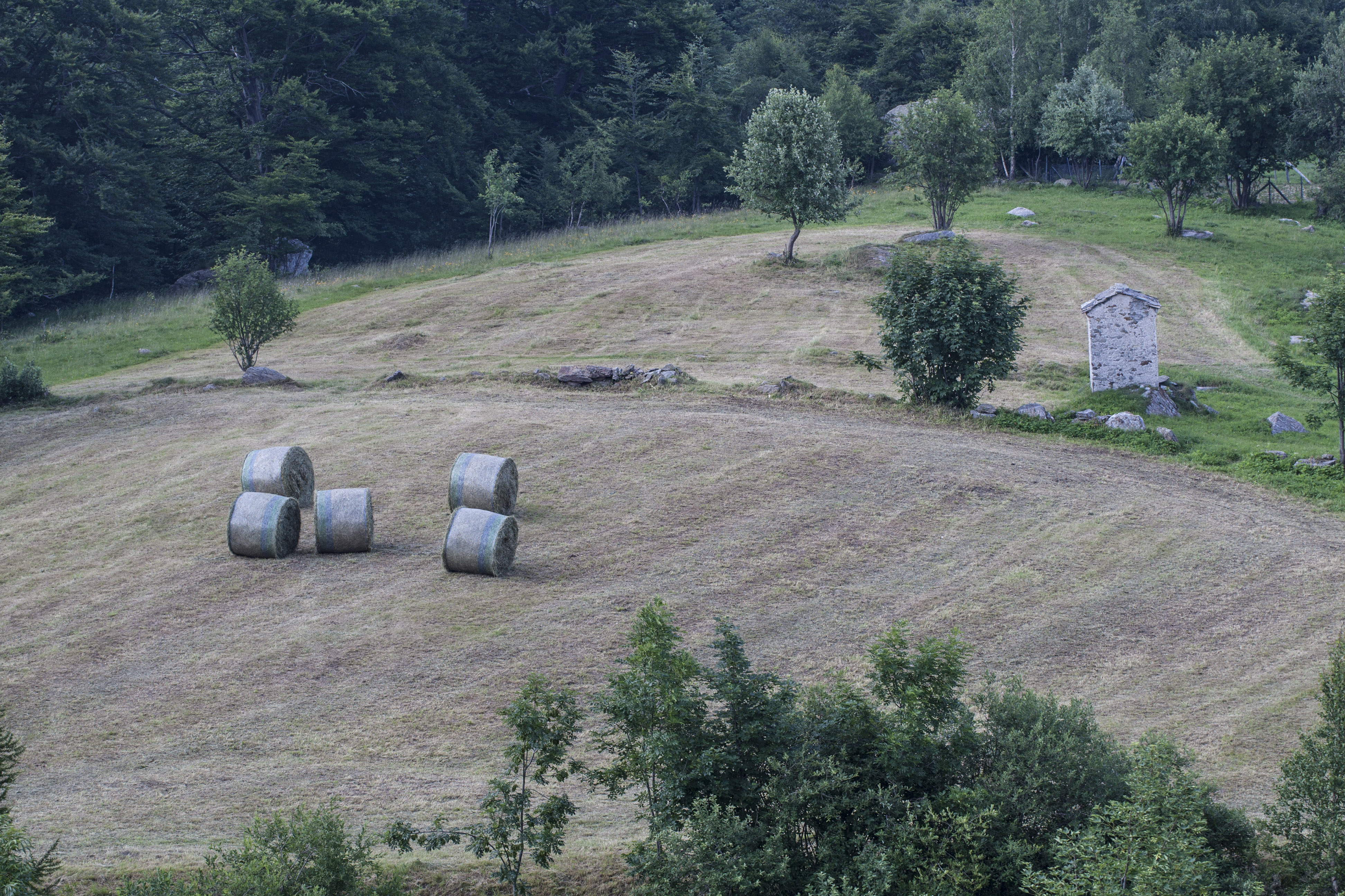 Scalaro cut hay